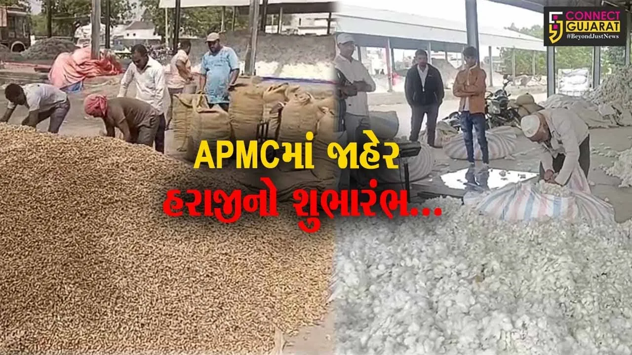 અમરેલી : સાવરકુંડલા APMCમાં ખેડૂતો-વેપારીઓ વચ્ચેની મડાગાંઠ ઉકેલાય, જાહેર હરાજીનો થયો શુભારંભ...