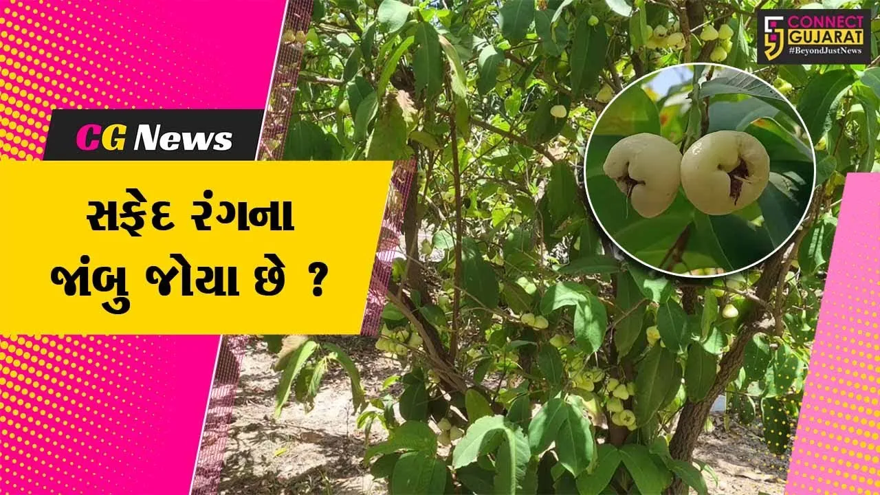 કચ્છ: ખેડૂત દ્વારા સફેદ જાંબુ એટલે કે વ્હાઈટ વોટર એપલની સફળ ખેતી કરવામાં આવી,જુઓ શું છે વિશેષતા