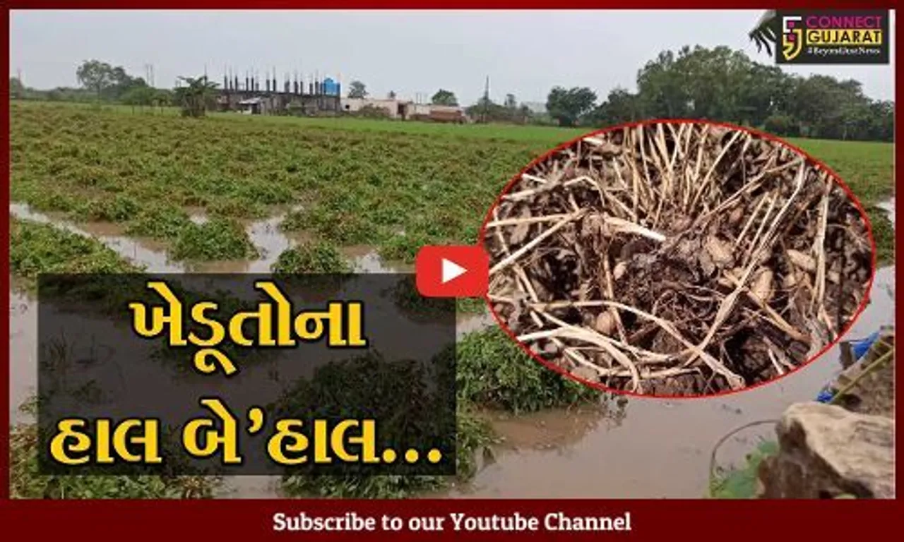 ગીર સોમનાથ : આગોતરી વાવણીમાં પાછોતરા વરસાદે મગફળીના પાકનો દાટ વાળ્યો, સુડી વચ્ચે સોપારી જેવી ખેડૂતોની હાલત