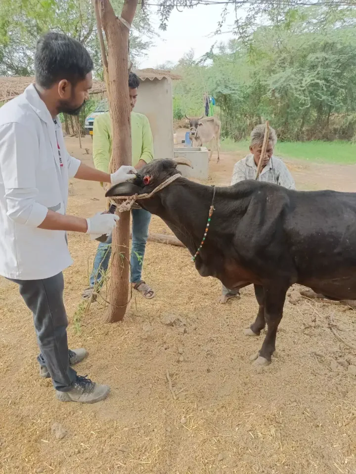 ખેડા જિલ્લાનું ફરતું પશુ દવાખાનું પશુ પાલકો માટે સંજીવની જડિબુટ્ટી સાબિત થયું...