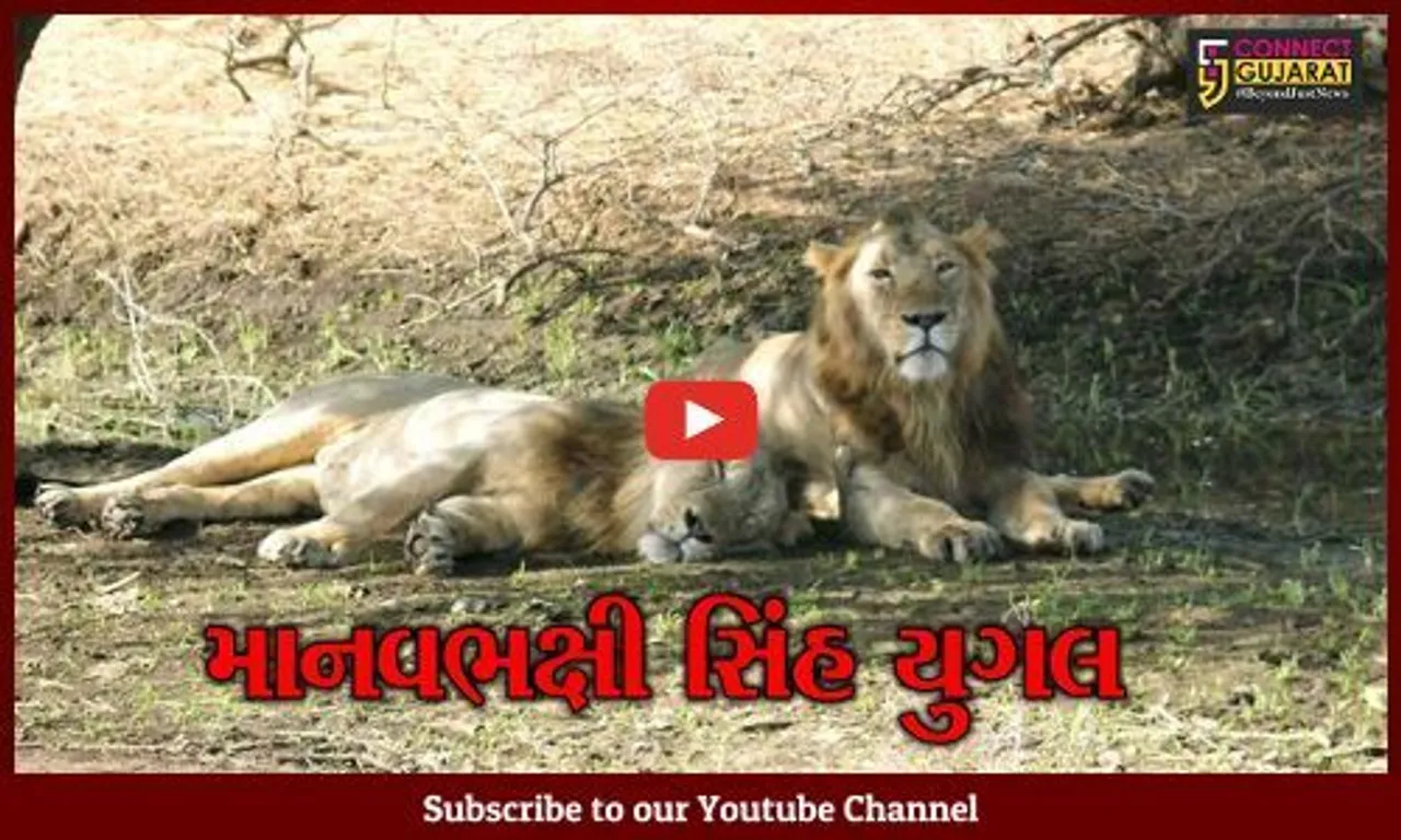 અમરેલી : સિંહ યુગલનો આતંક, ખાંભાના નાની ધારીમાં સિંહ યુગલે 18 વર્ષીય યુવકને દબોચ્યો