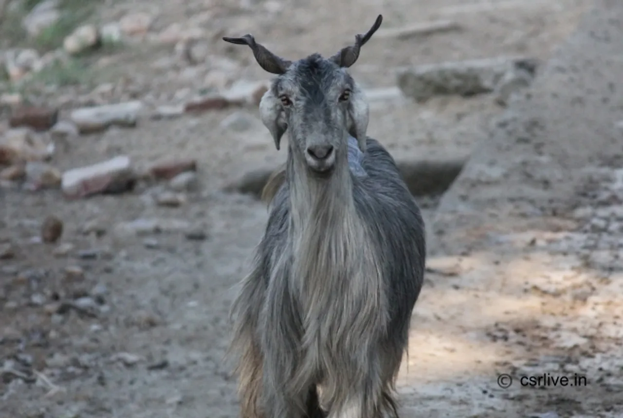 India Launches First National Disaster Management Plan for Animals