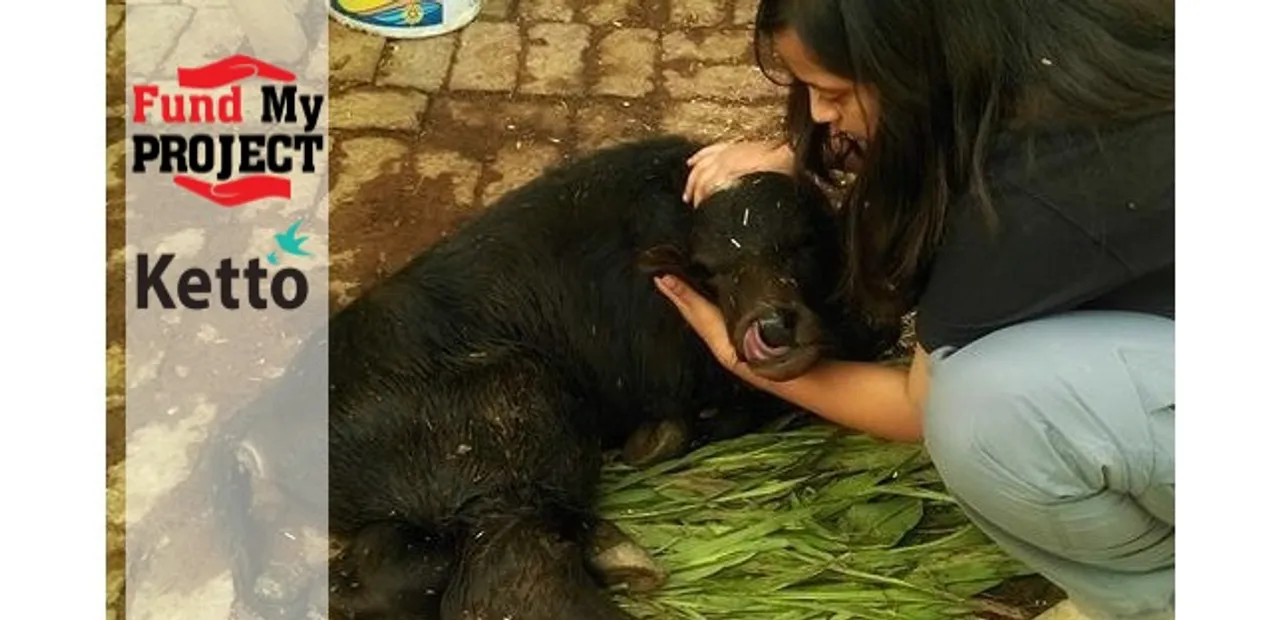 Orphaned Baby Buffalo From Border Needs Your Help!