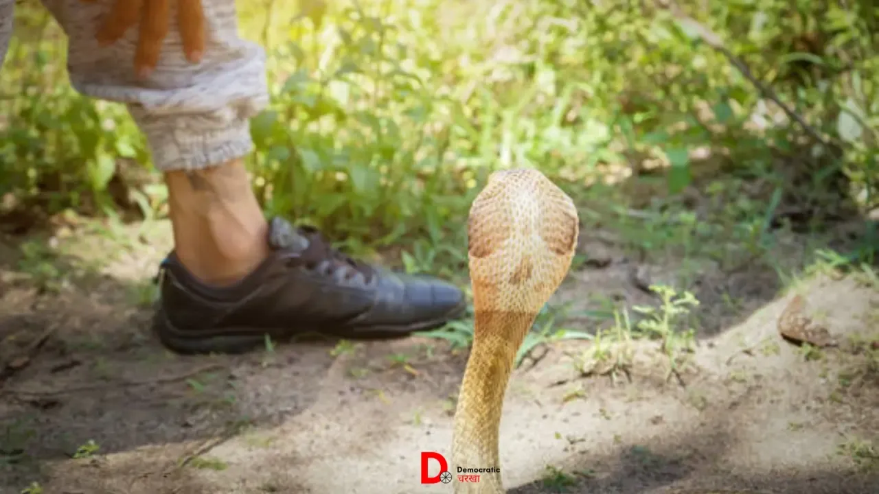 snake3