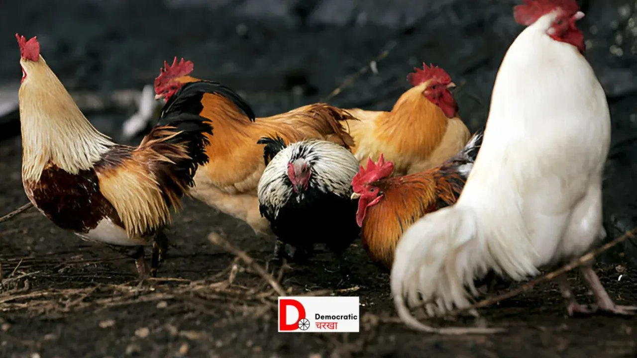 Jharkhand Bird Flu: रांची में बर्ड फ्लू की मार, हजारों मुर्गियां और सैकड़ों अंडे नष्ट
