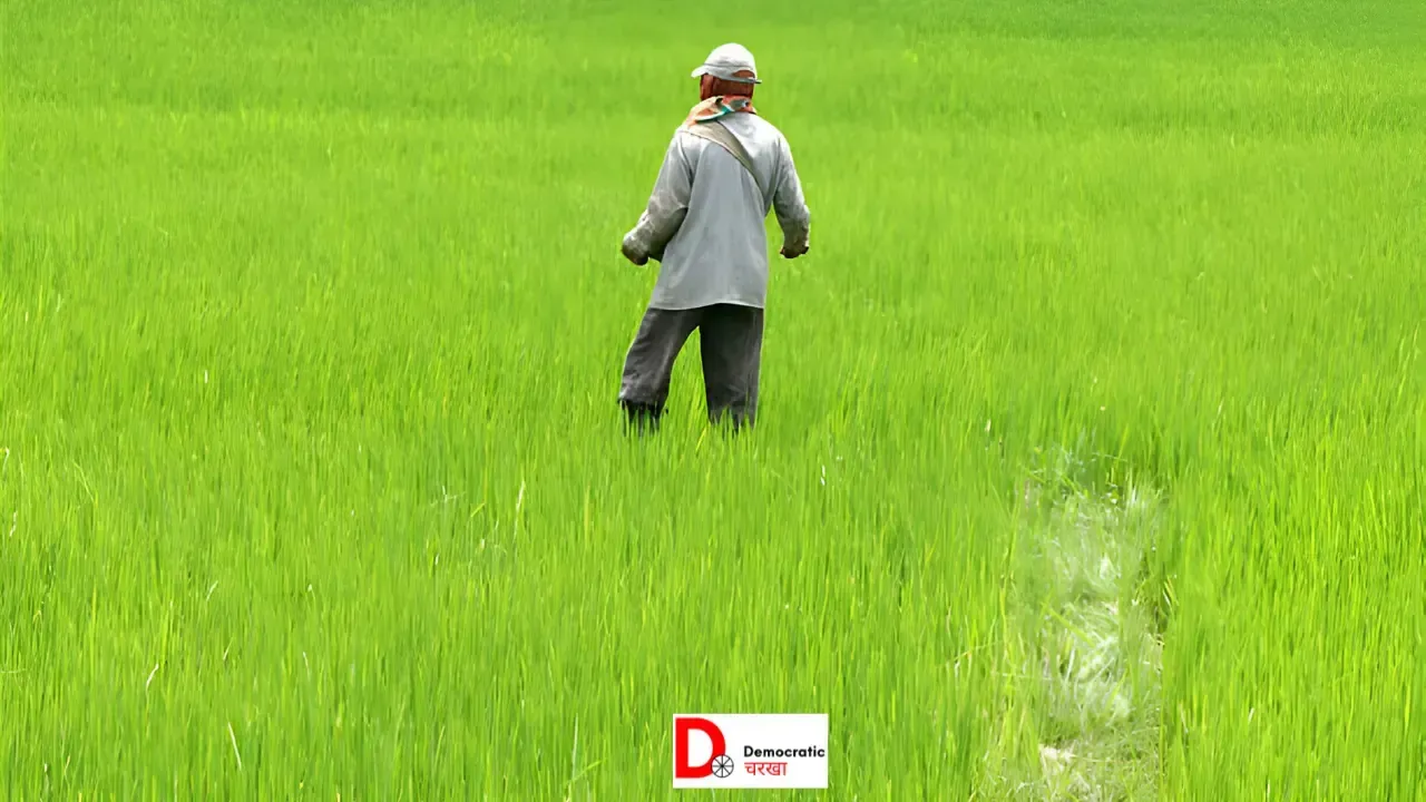 भारत में बढ़ा कीटनाशक का इस्तेमाल