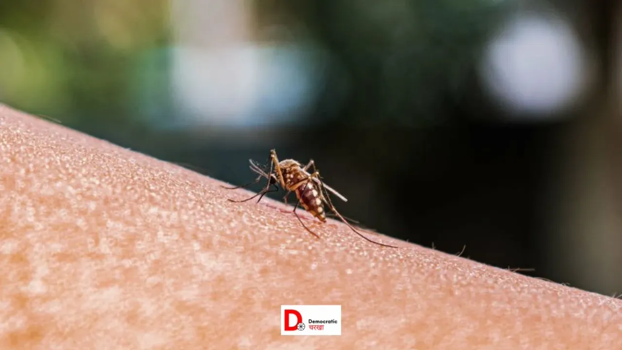 बिहार: डेंगू के मरीजों की संख्या में गिरावट, ठंड से नियंत्रण में डेंगू