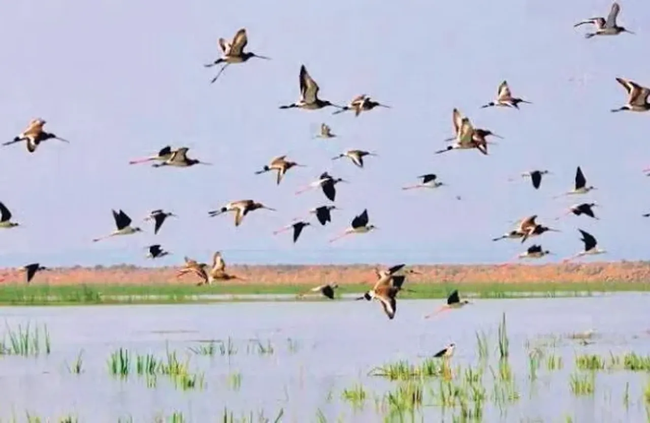 Bihar News: इस साल पक्षियों की 203 प्रजातियों की 70,000 पक्षी बिहार पहुंचे