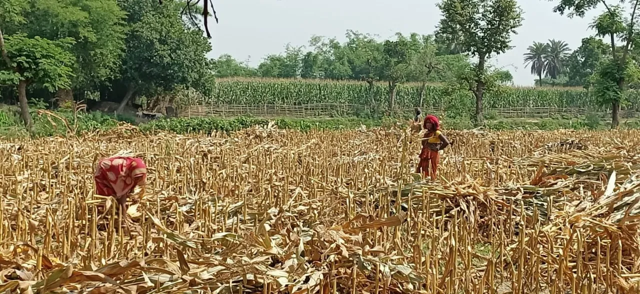 महिला किसान की बड़ी संख्या होने के बाद भी उनका भूमि पर अधिकार क्यों नहीं है?