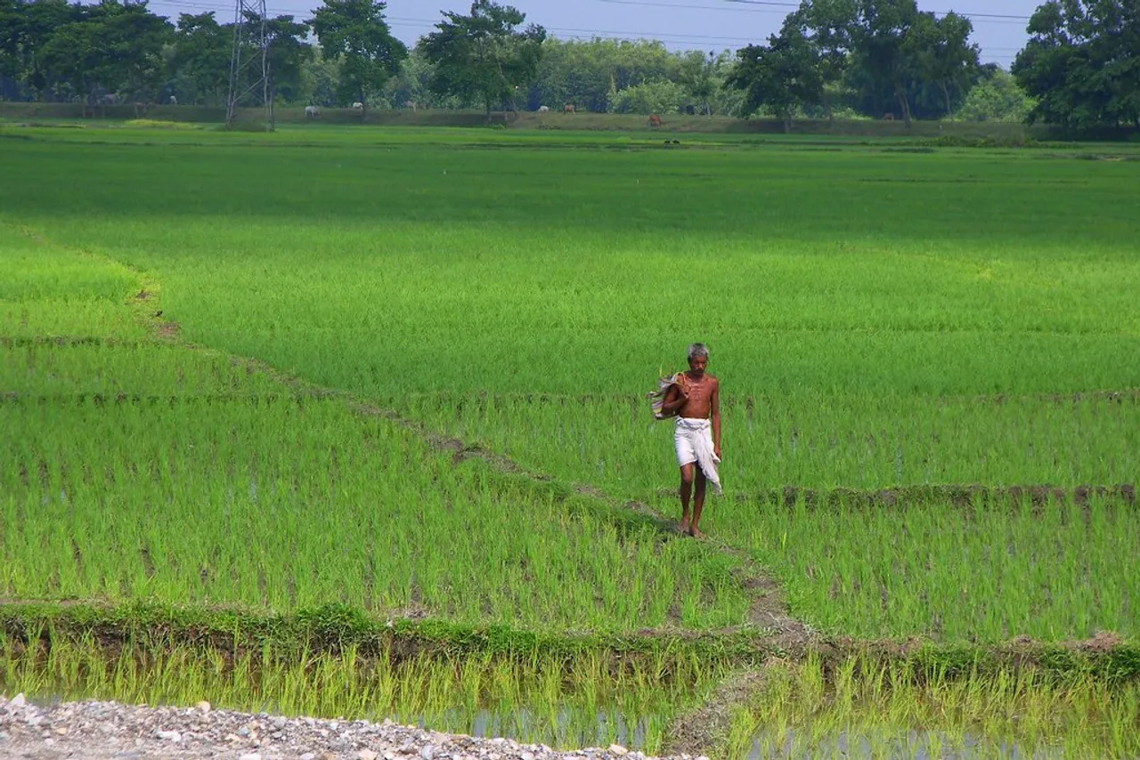 विभाग पराली जलाने की वैकल्पिक व्यवस्था करने में असफ़ल, मजबूरी में जल रही पराली