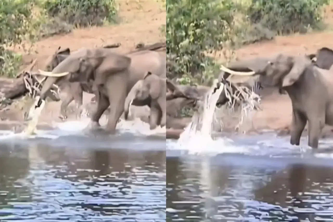 Animal Video
