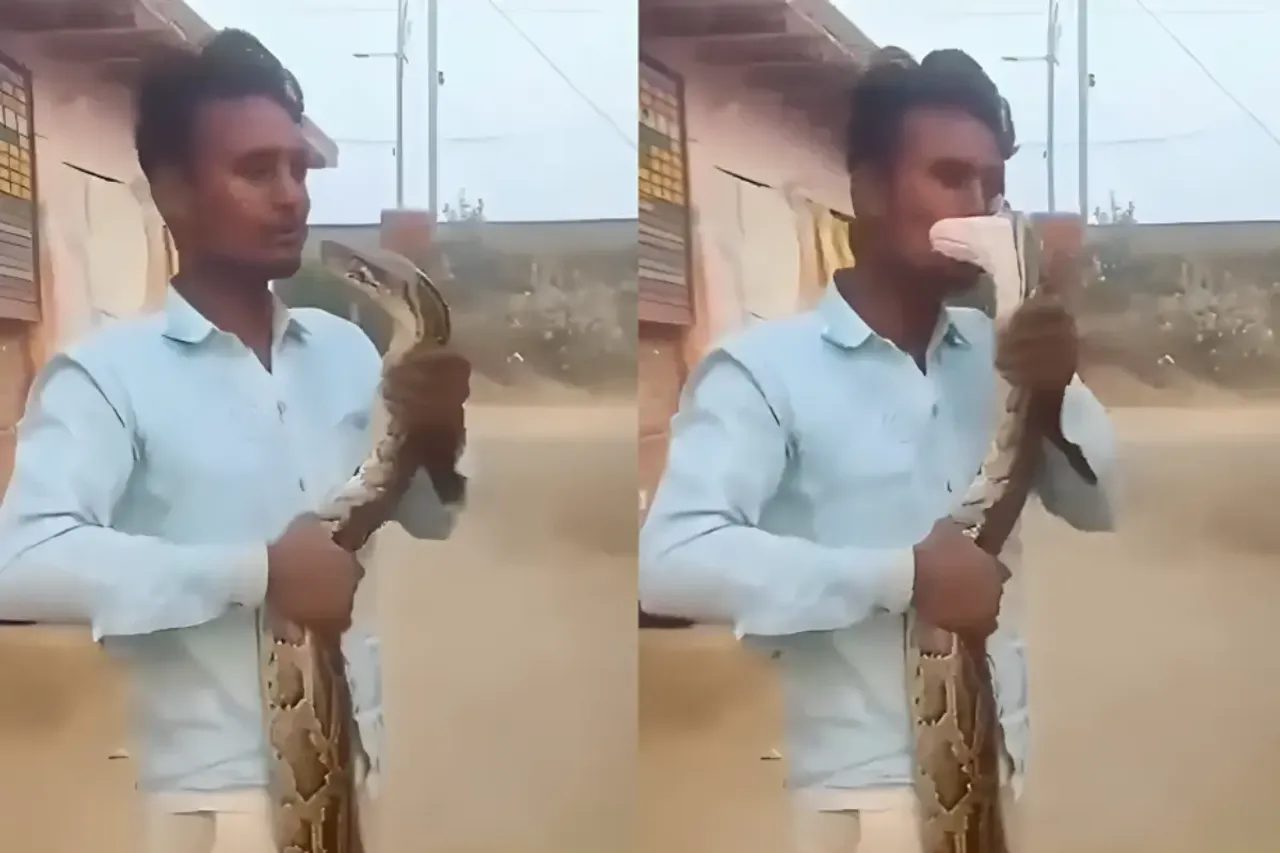 Animal Video