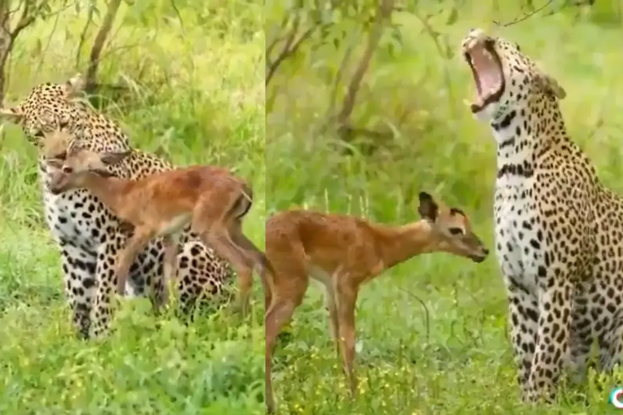 Viral Video
