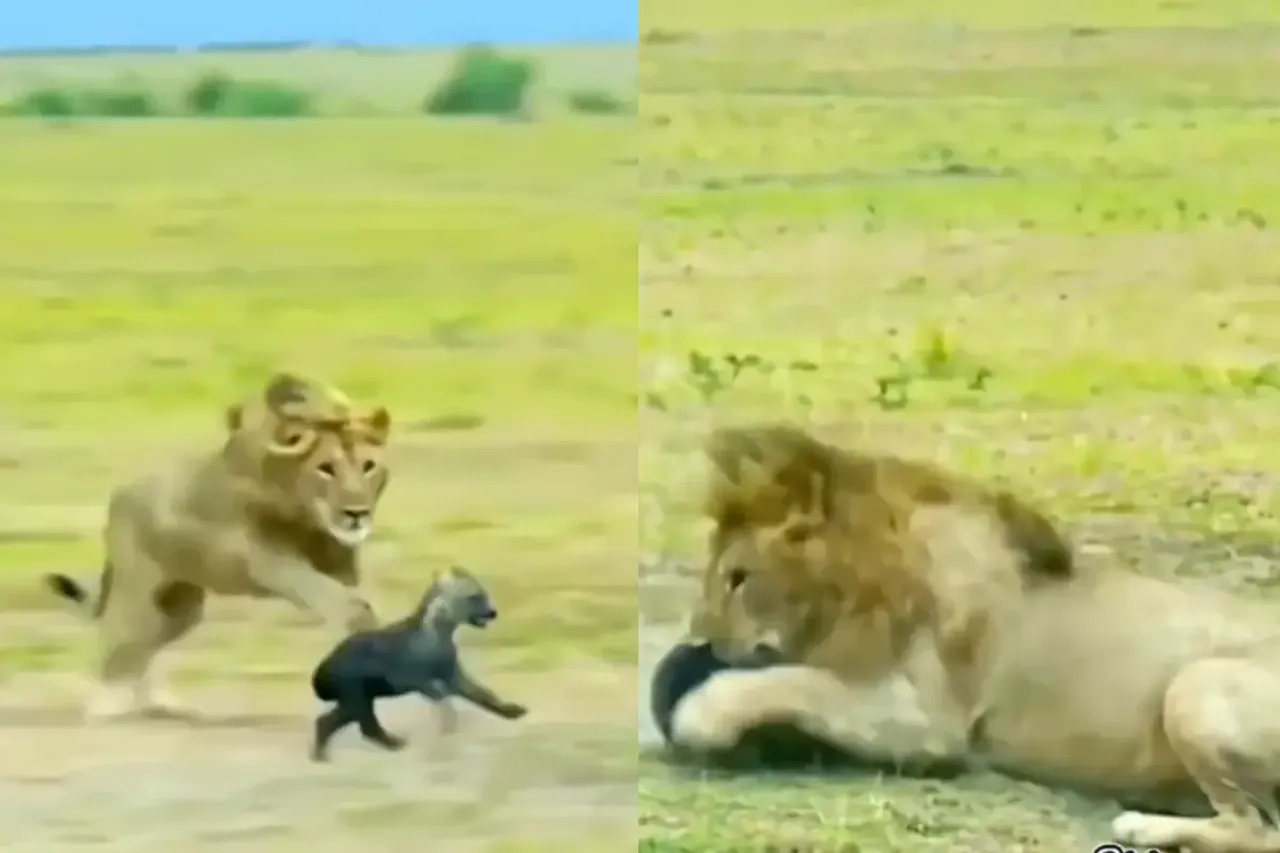 Viral Video
