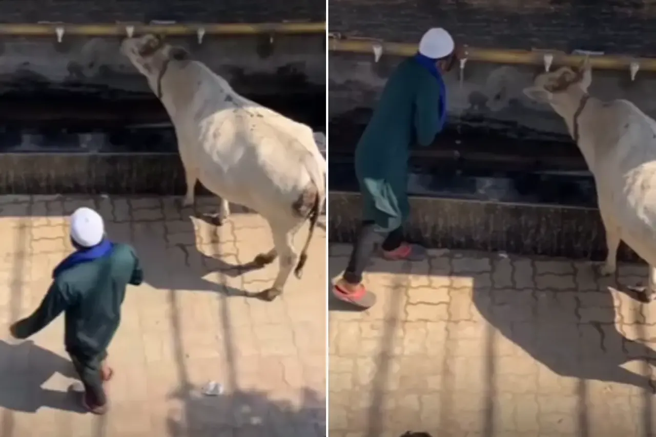 Cow viral video