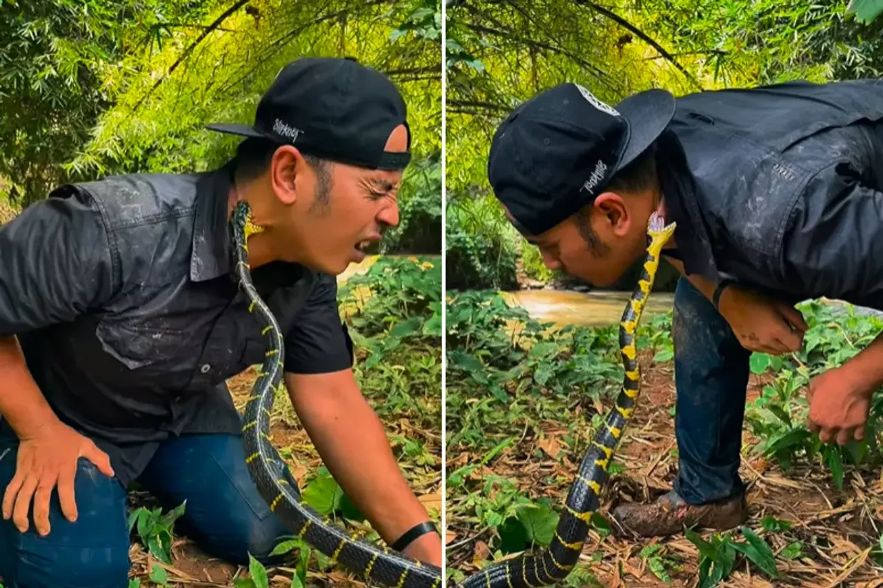 Snake Viral Video