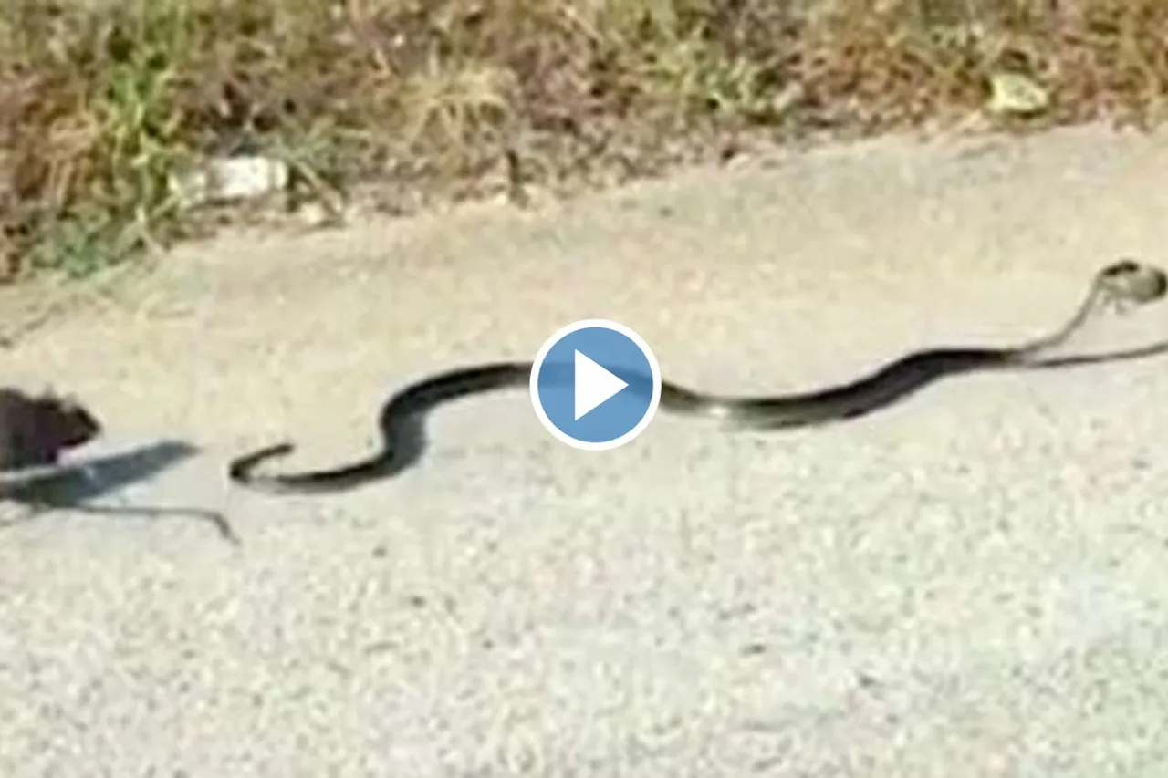 Animal Viral Video