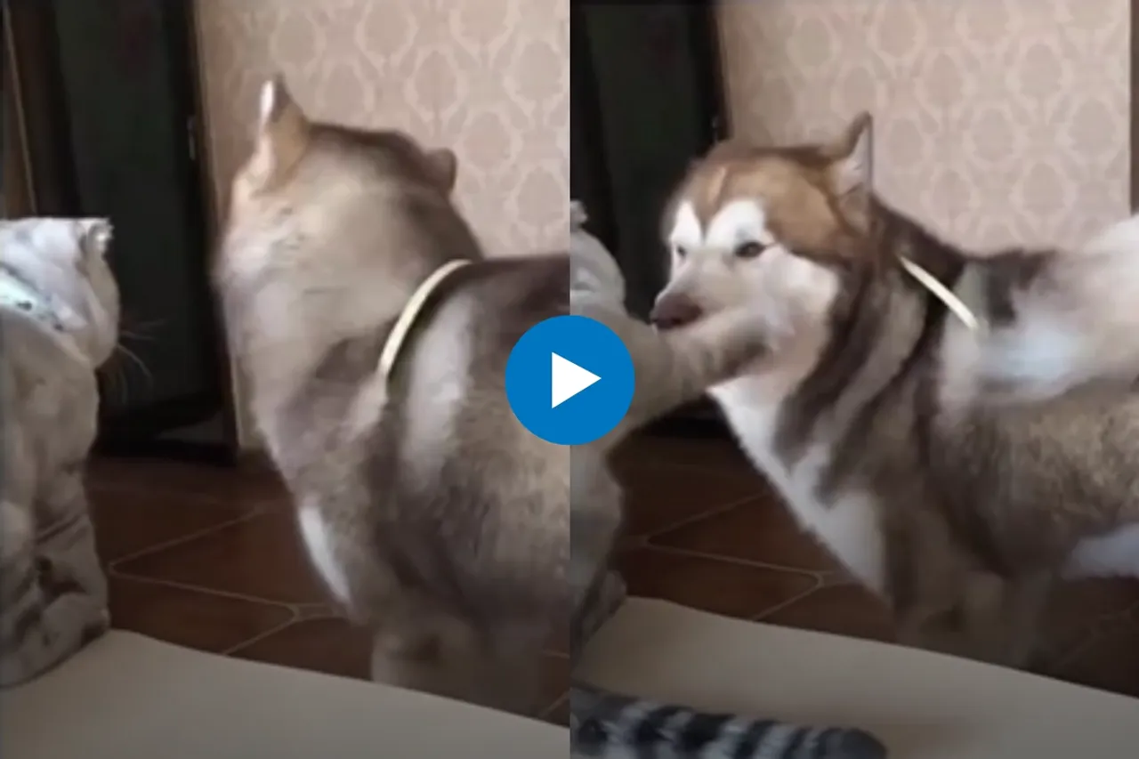 Viral Video
