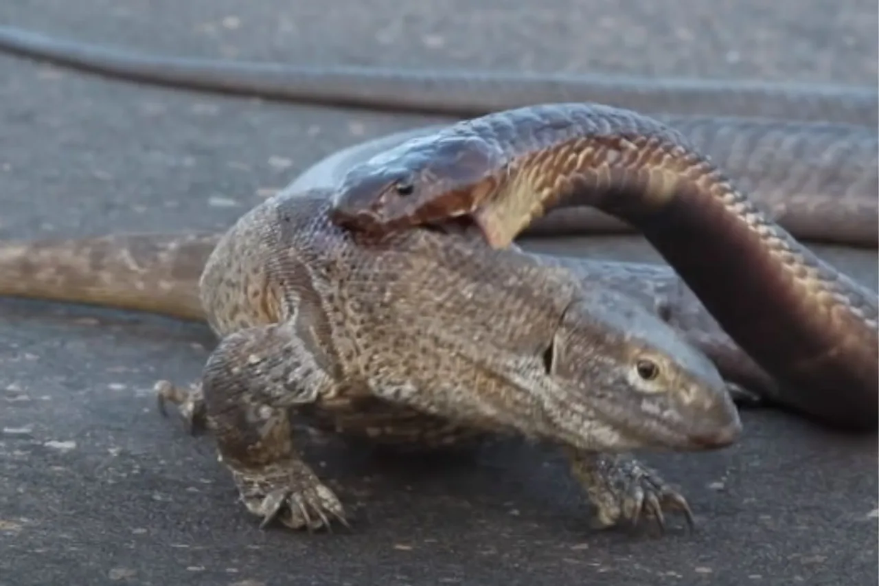 Viral Animal Video
