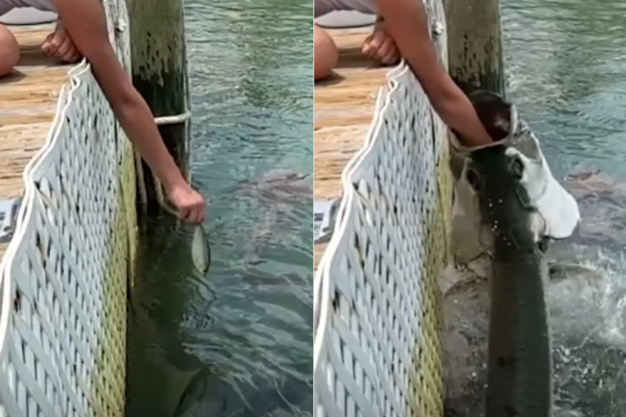 Viral Animal Video