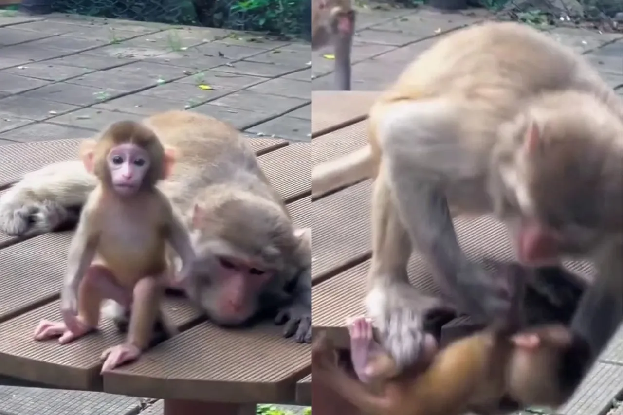 Animal Viral Video