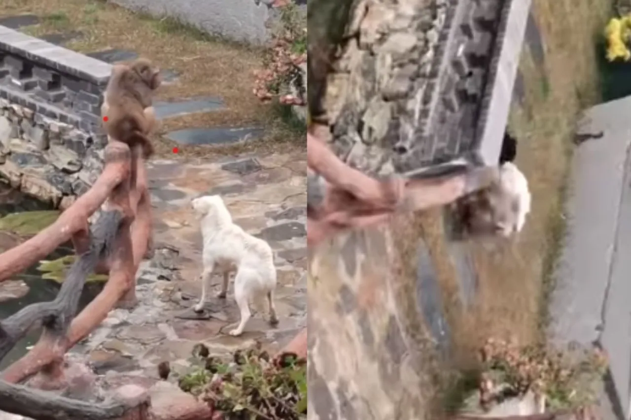 Animal Viral Video