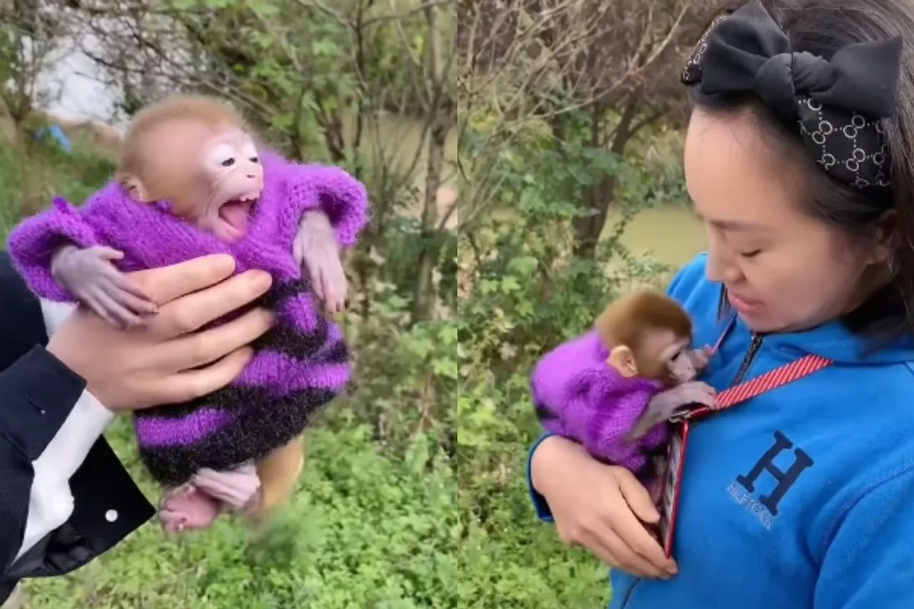 Animal Viral Video