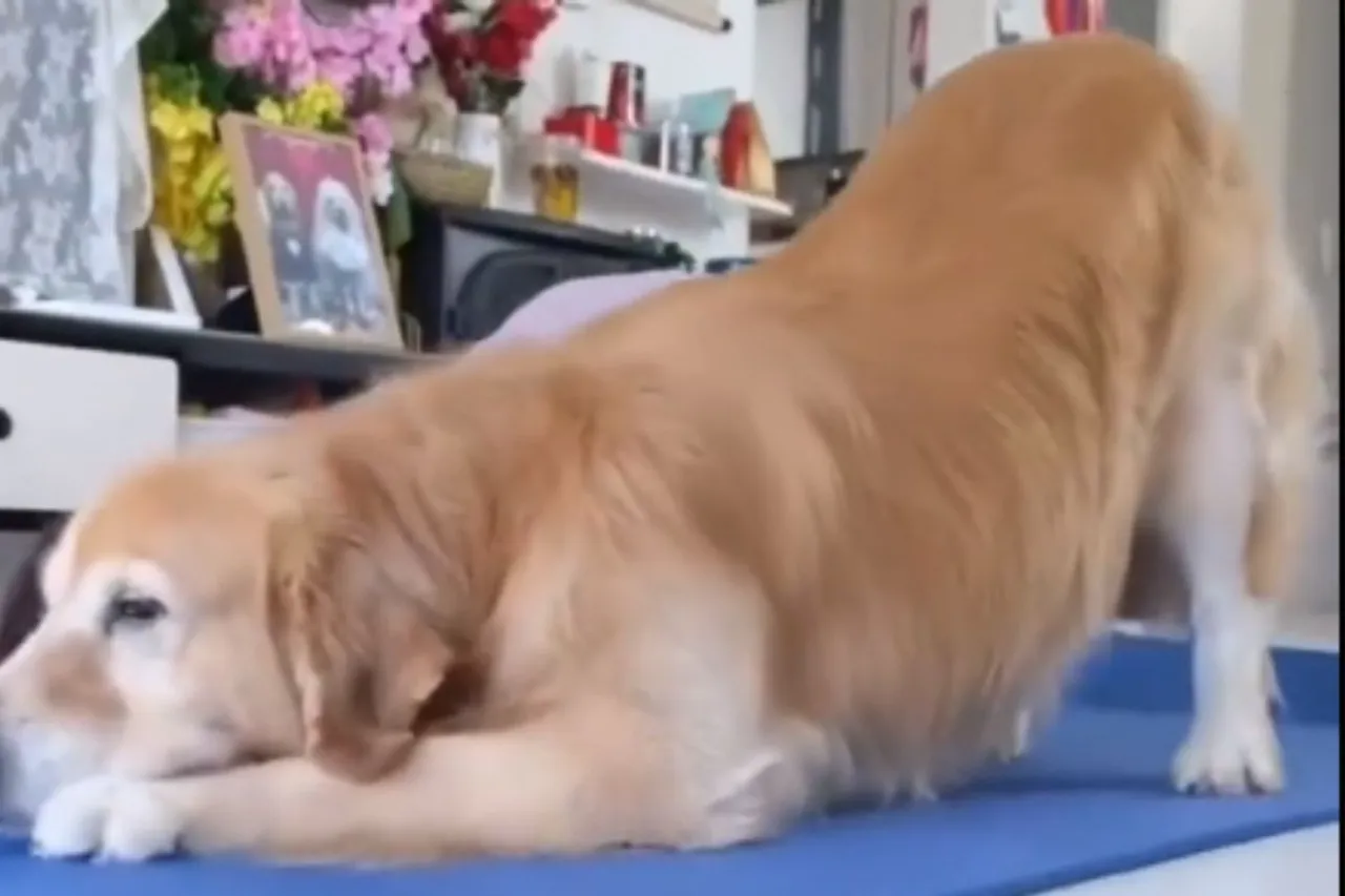 Animal Viral Video