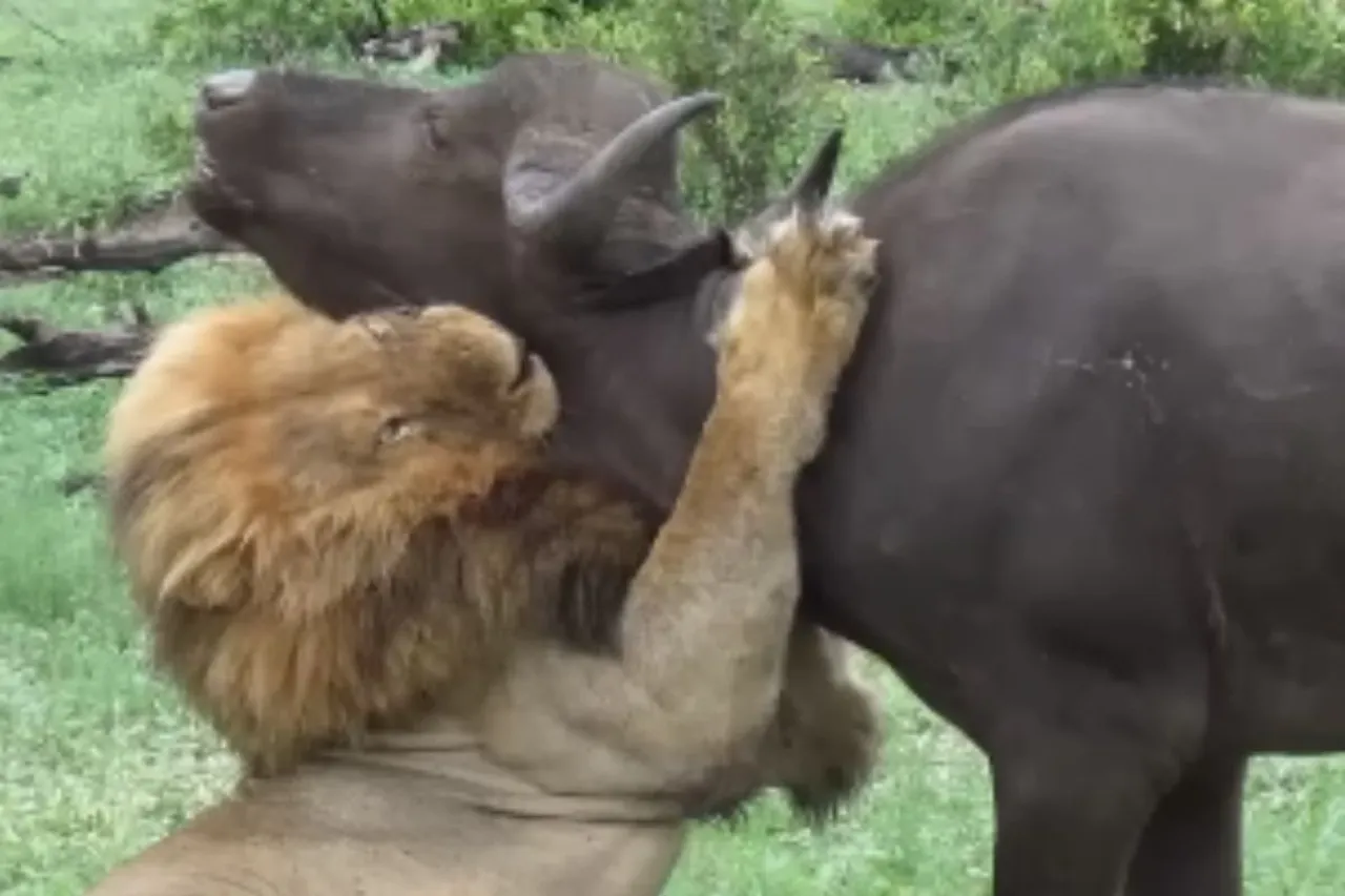 Animal Viral Video