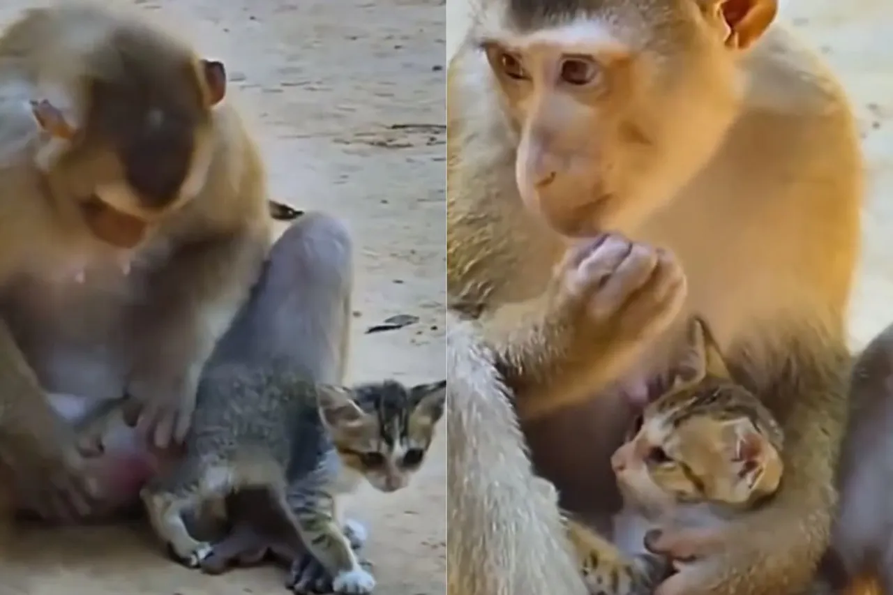 animal viral video