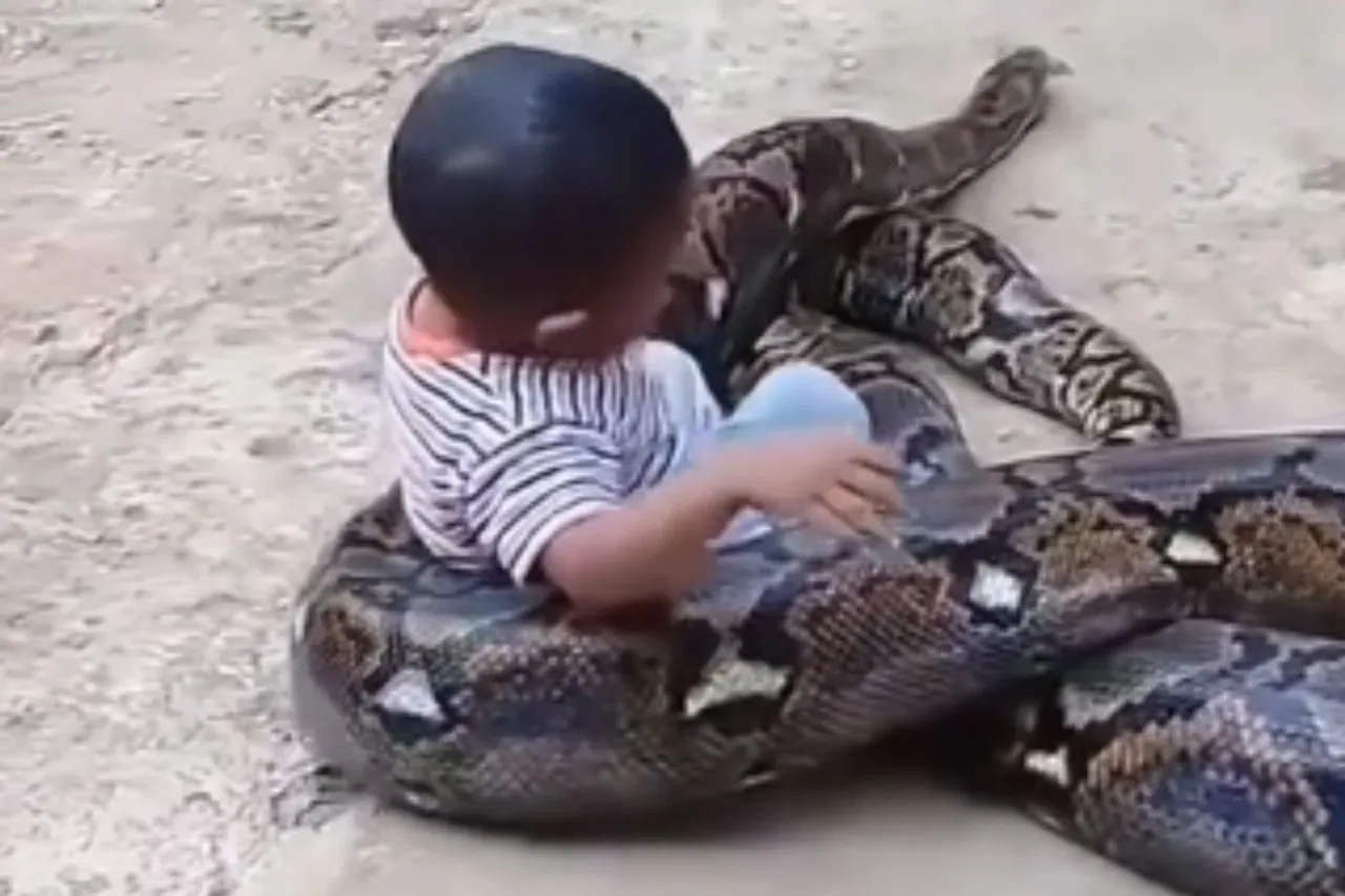 Animal Viral Video
