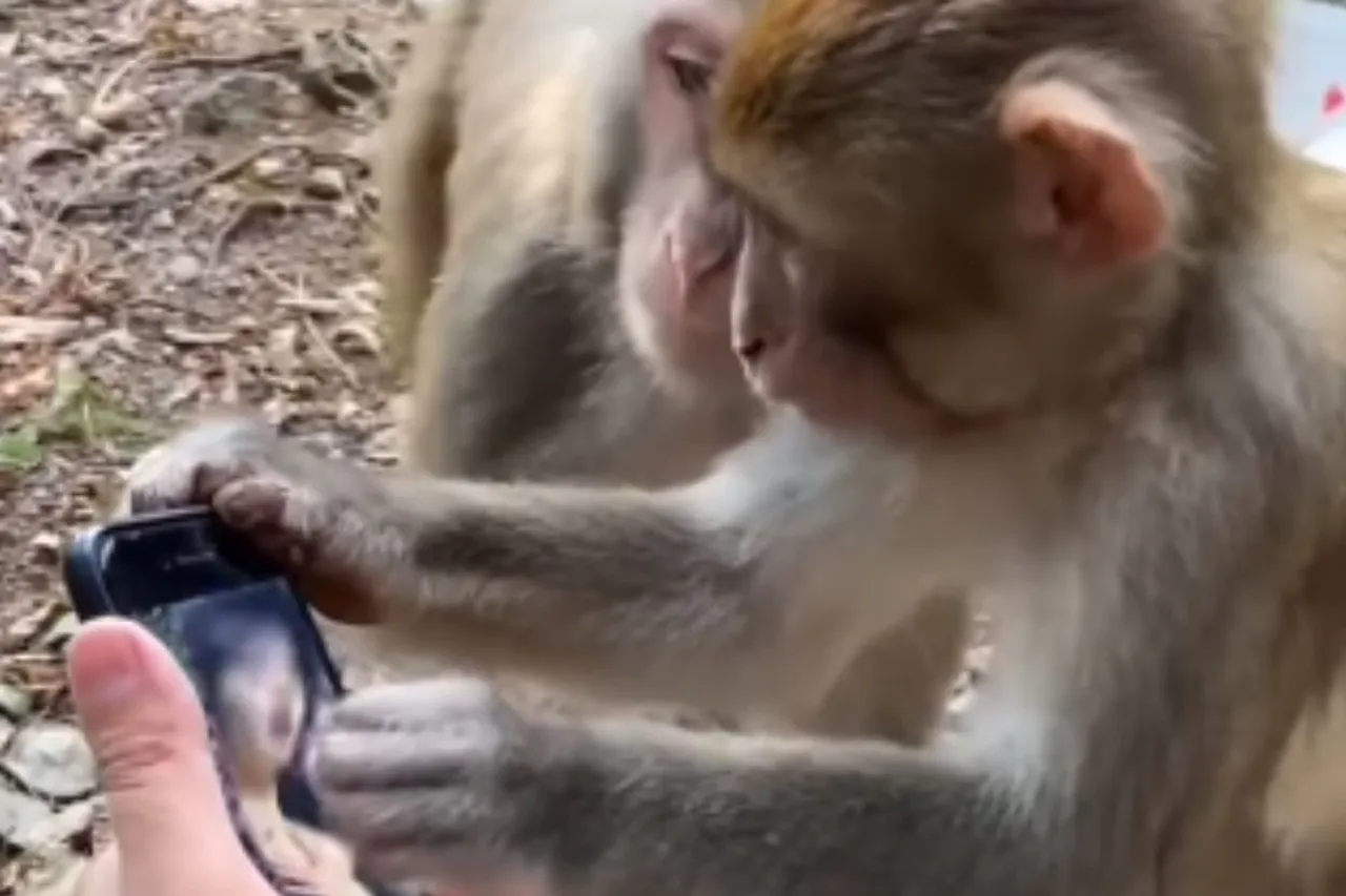 Animal Viral Video