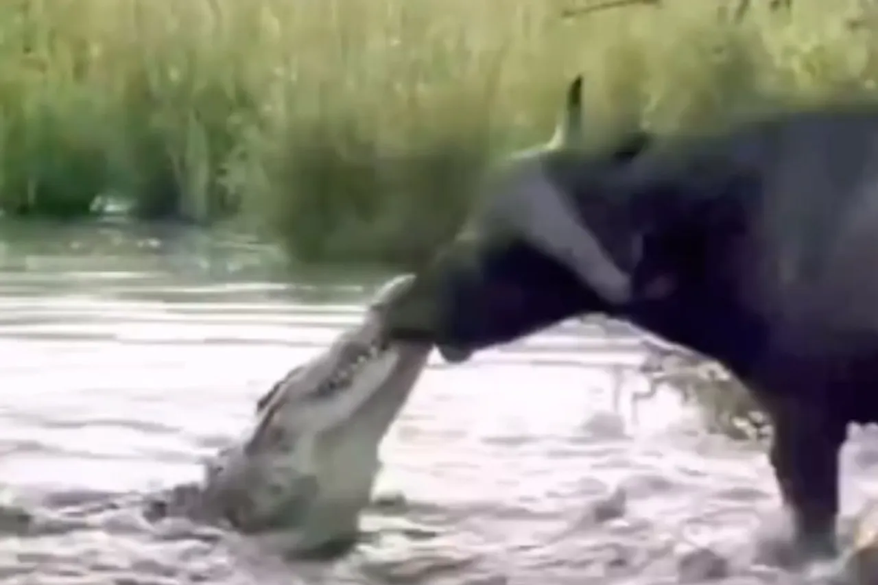 Animal Viral Video