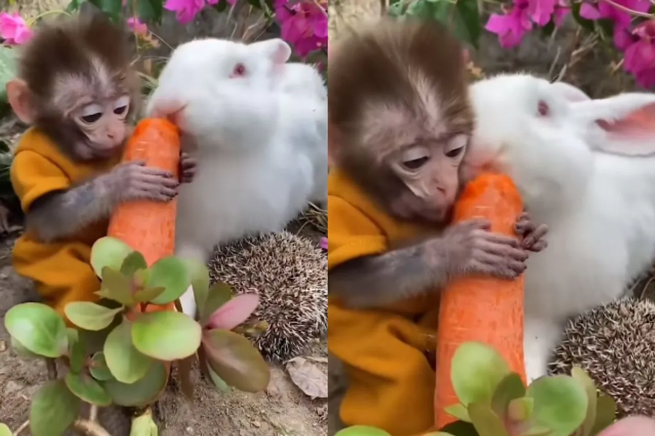 Animal Viral Video