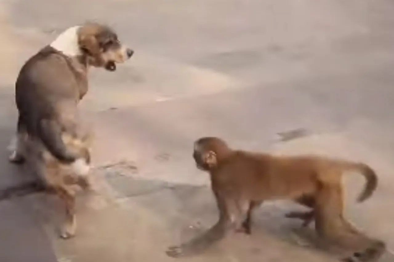 Animal Viral Video