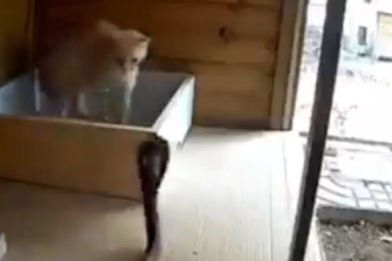 Animal Viral Video
