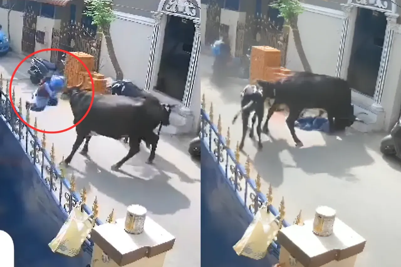 Animal Viral Video