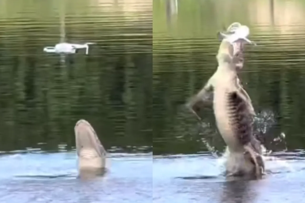Animal Viral Video