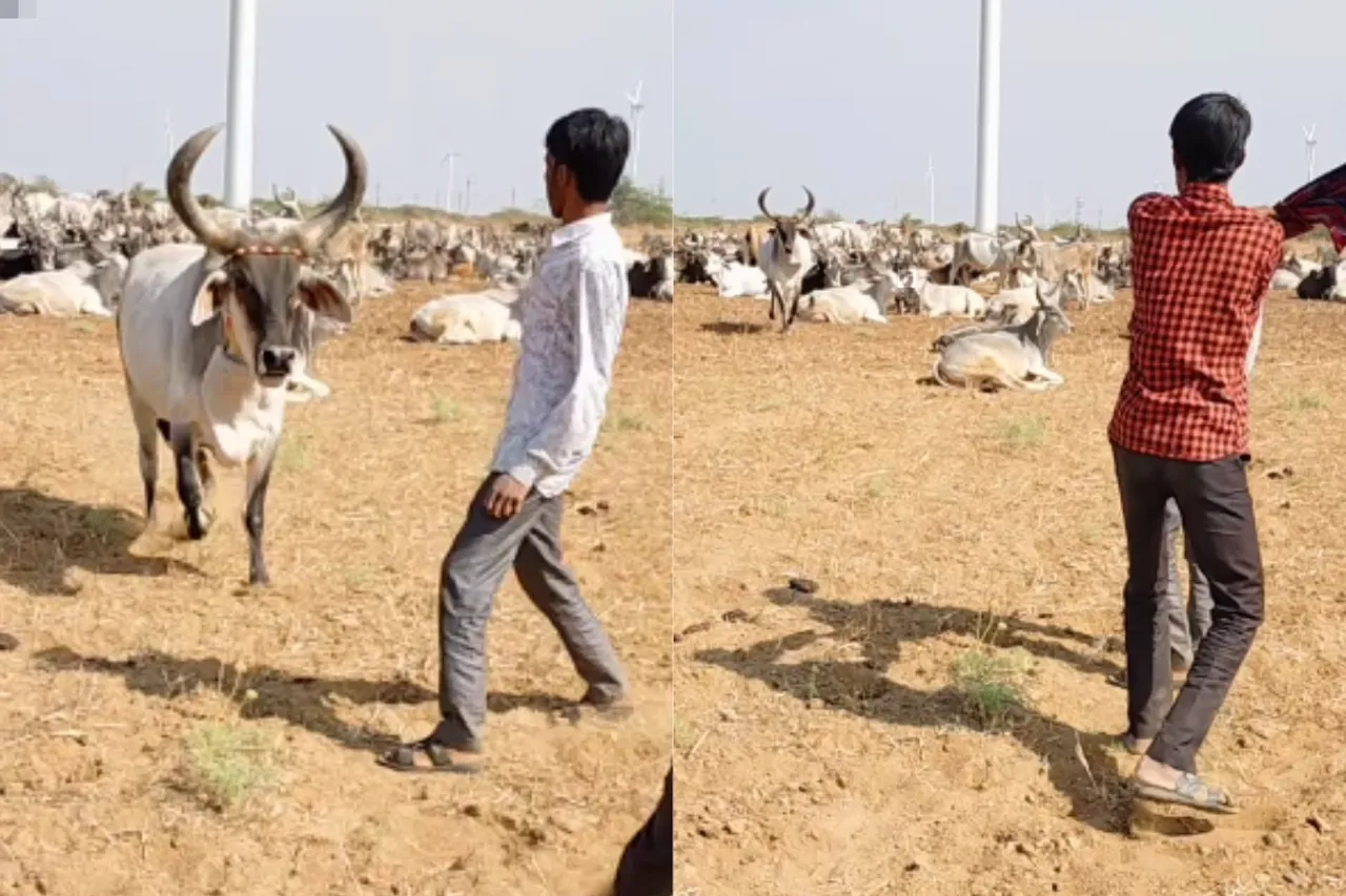 Animal Viral Video
