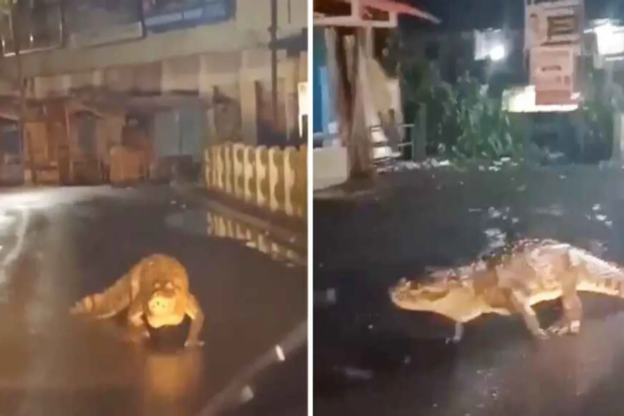 Animal Viral Video