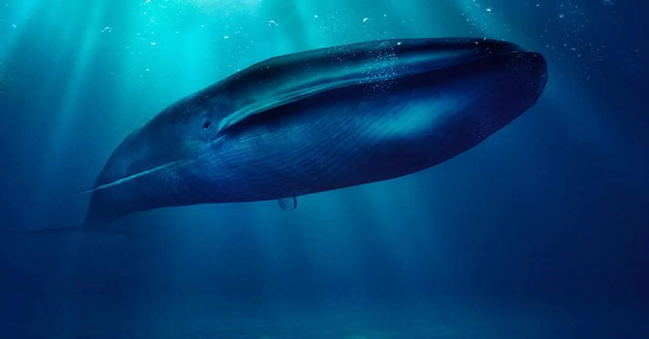 blue whale