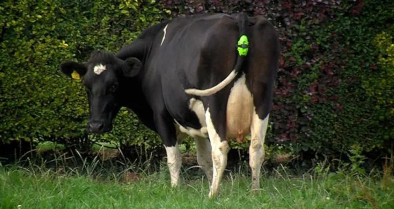 Cows can be Smart Too, Thanks to IoT