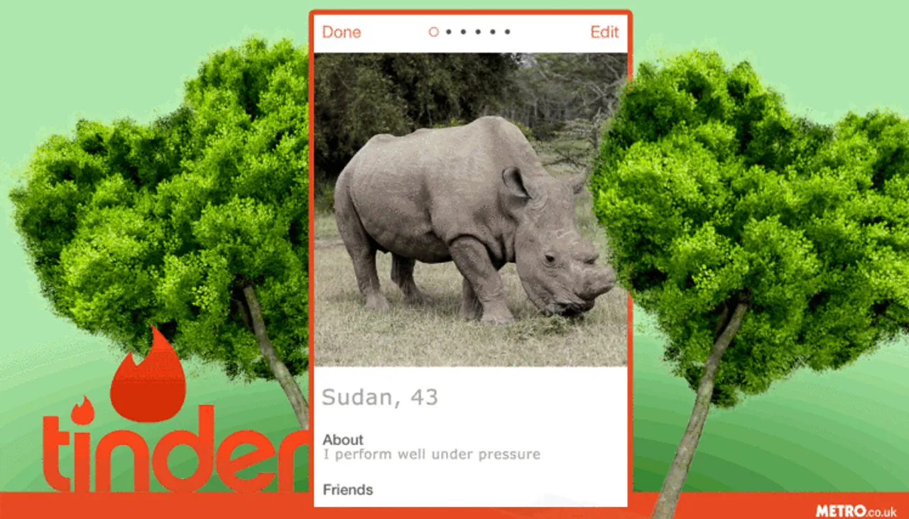Horny Rhino hunts on Tinder