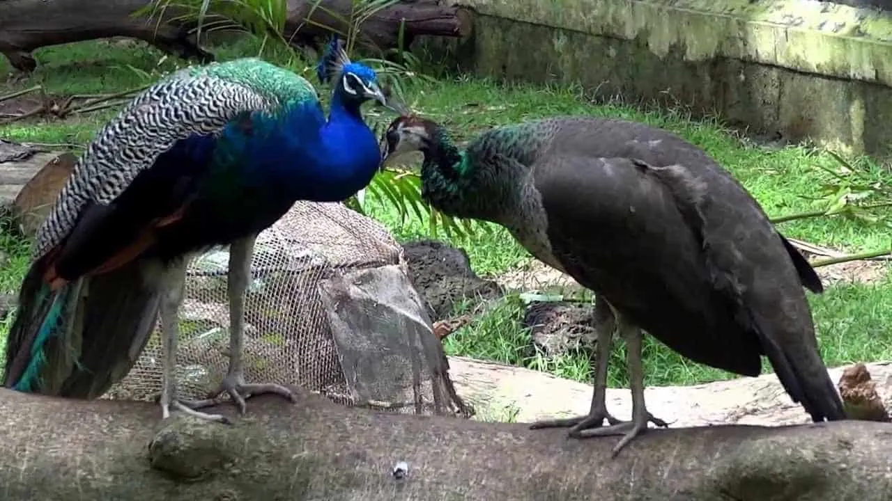 Brahmachari Peacock