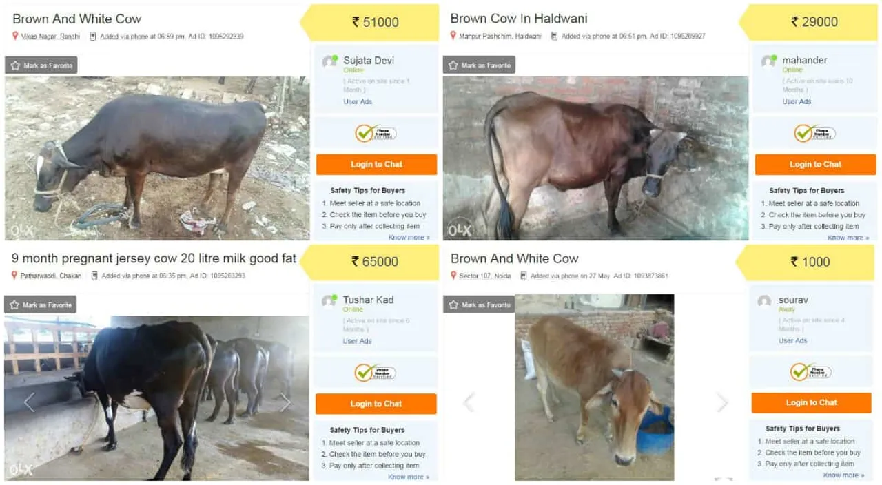 cows sale online