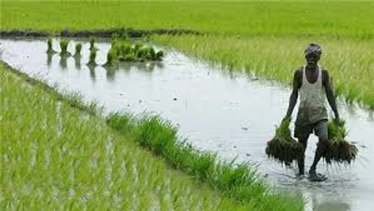 Slow internet hampers online paddy selling in Bardhaman