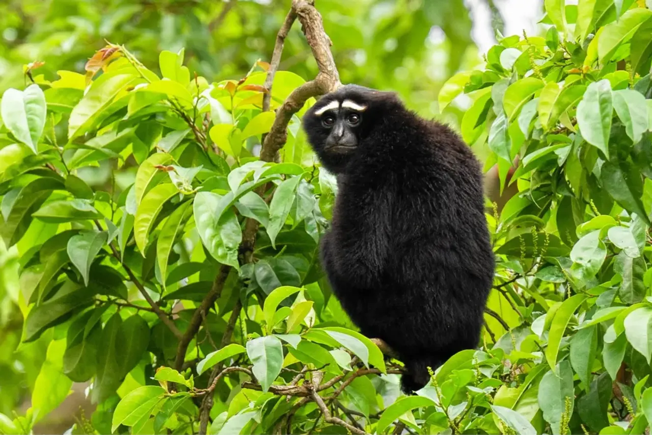 hoolock gibbon 