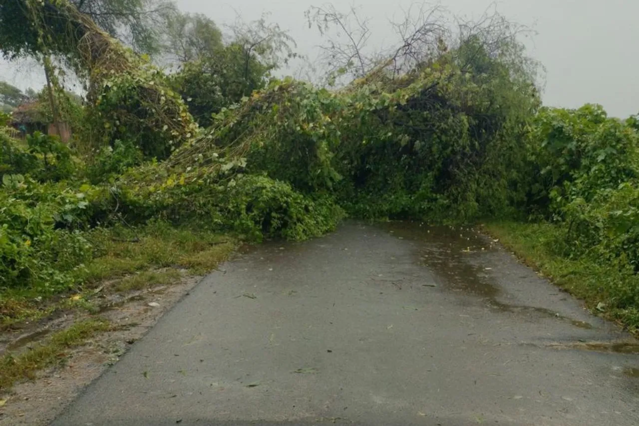 trees on road 