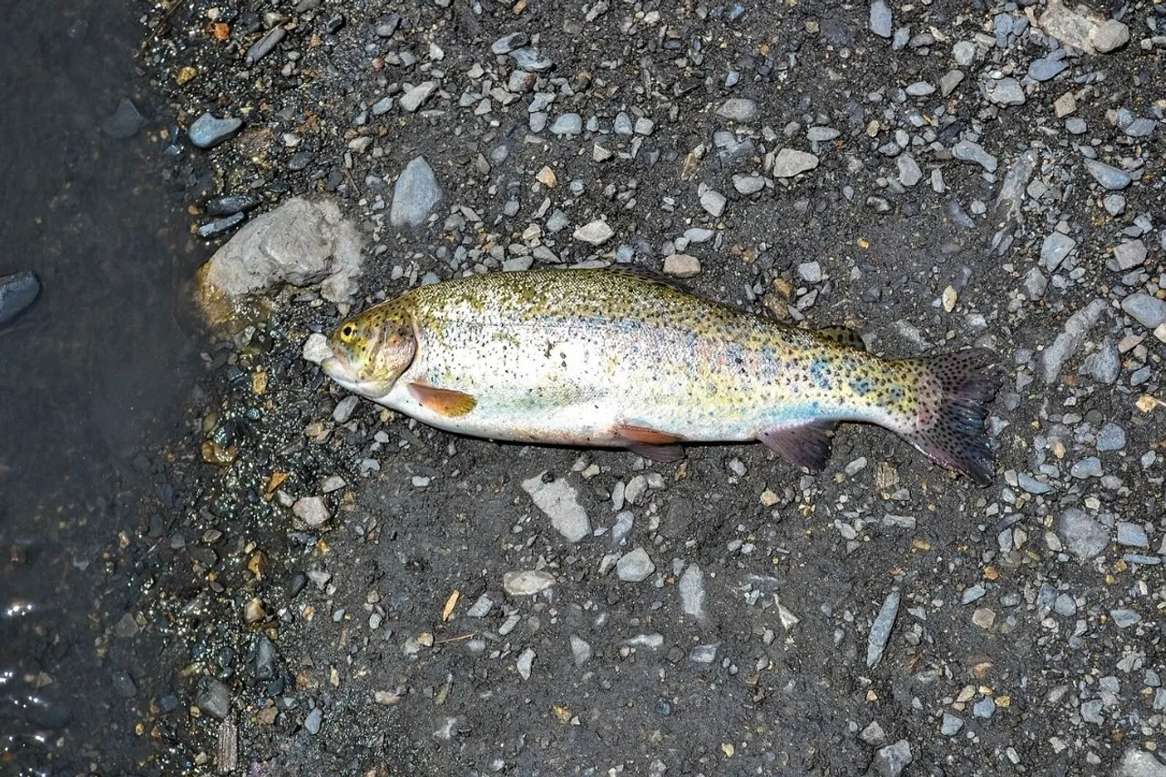 Why Himachal Pradesh imposes four month ban on trout fishing