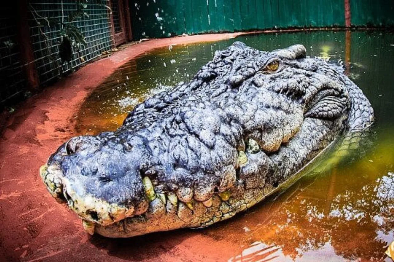 World's largest Crocodile, dies at 110